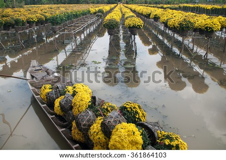 Daisies flowers are collected by sampan to in Sa Dec Flower village. This is to prepare for Tet Holidays or Lunar New Year in Vietnam.