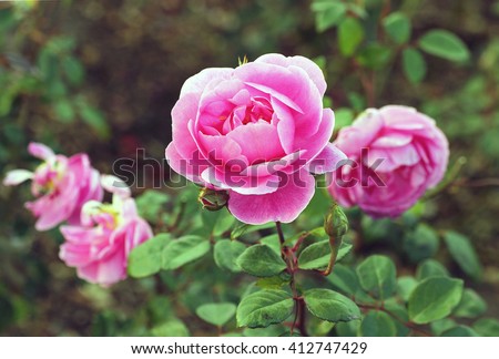 Dark Pink Roses Garden Stock Photo 412747429 - Shutterstock