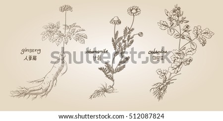 Engraving illustration of set of medicinal herbs in sepia: ginseng, chamomile, celandine