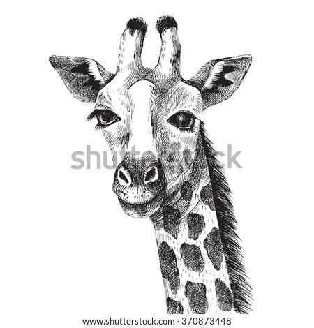 Giraffe Face Stock Images, Royalty-Free Images & Vectors ...