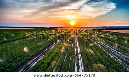 Irrigation at a field in the sunset, aerial view
