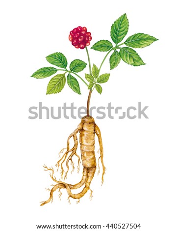 realistic illustration of ginseng (panax ginseng) plant with root, leaves and fruit