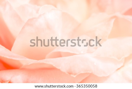 Pink roses in soft pastel color and blur style for background