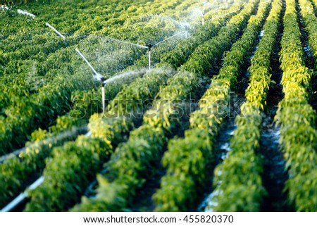 Irrigation system in function watering agricultural plants