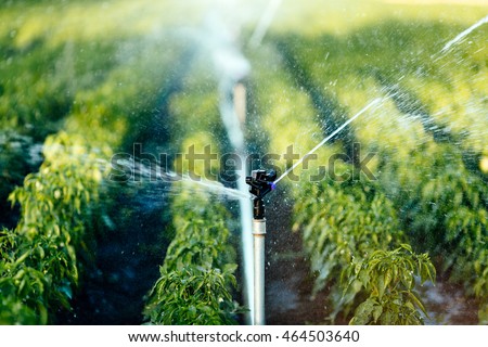 Irrigation system in function watering agricultural plants