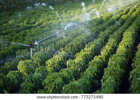 Irrigation system in function