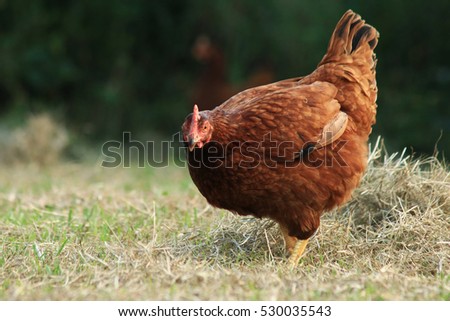 hen of rhode island red