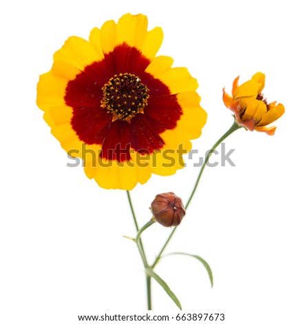 Yellow Flower With Red Center Stock Images, Royalty-Free Images