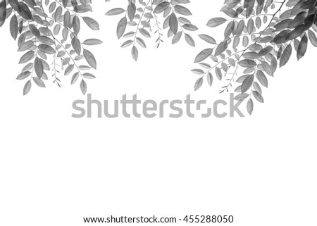 Leave in black and white color isolated on white Leave in black and white color isolated on white