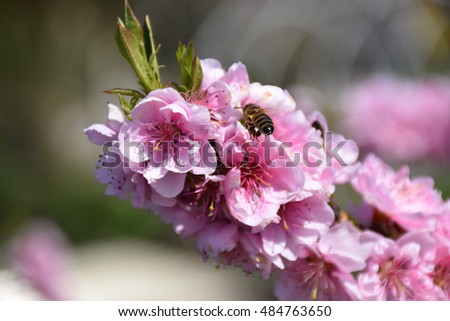 Bee alights on peach flowers for pollination