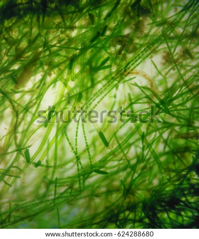 Algae Microscope Stock Images, Royalty-free Images & Vectors 