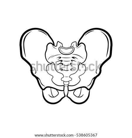 Pubic Bone Stock Images, Royalty-Free Images & Vectors | Shutterstock