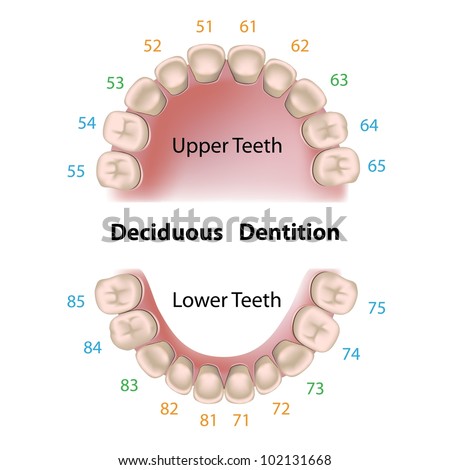 Dental Notation Permanent Teeth Stock Illustration 102131665 - Shutterstock