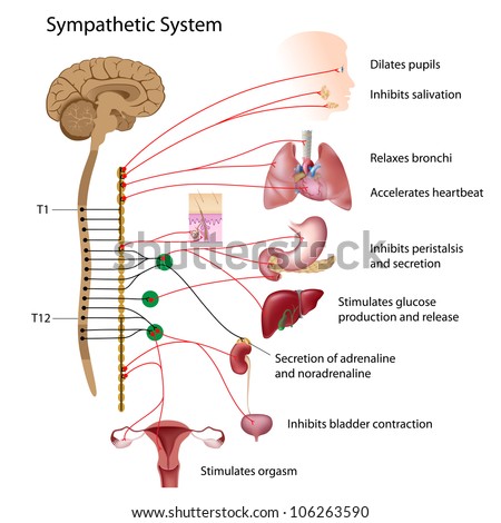 Sympathetic Pathway Ans Stock Vector 106263560 - Shutterstock