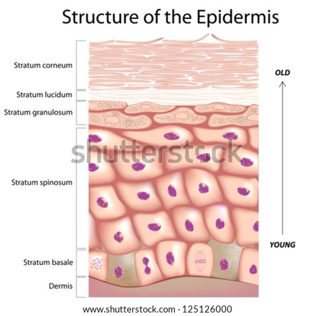 Epidermis Stock Photos, Royalty-Free Images & Vectors - Shutterstock