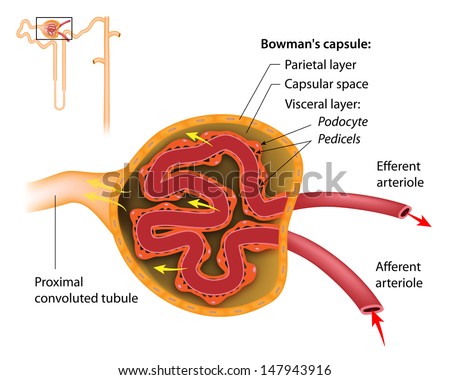 renal corpuscle