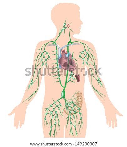 Lymphatic System Stock Images, Royalty-Free Images & Vectors | Shutterstock