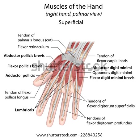 Hand Muscles Palmar Aspect Superficial Labeled Stock Illustration ...