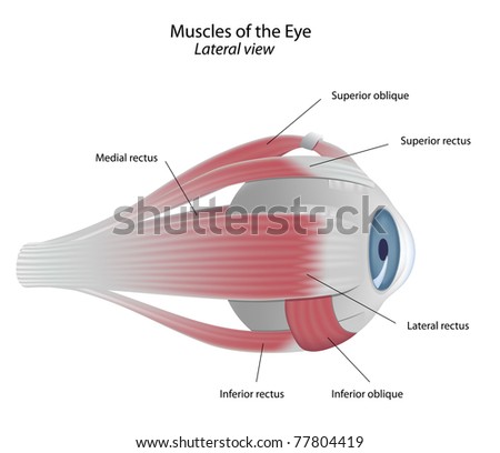 Human Eye Anatomy Stock Photos, Images, & Pictures | Shutterstock