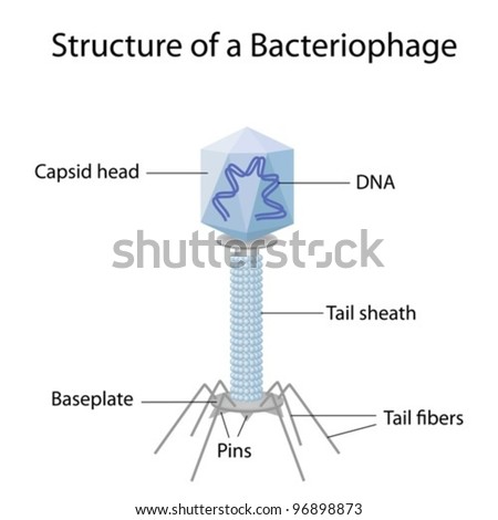 Structure Bacteriophage Stock Vector 96898873 - Shutterstock