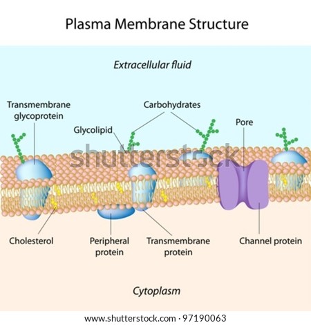 Human Cell Stock Vectors & Vector Clip Art | Shutterstock