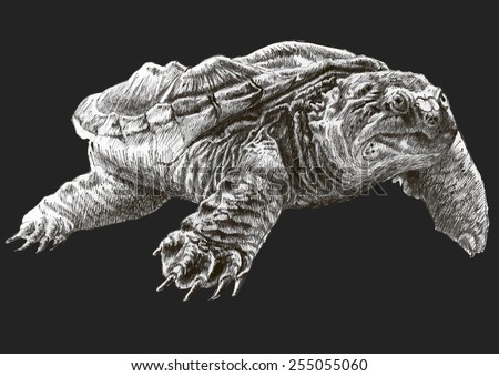 Snapping Turtle Stock Vectors & Vector Clip Art | Shutterstock