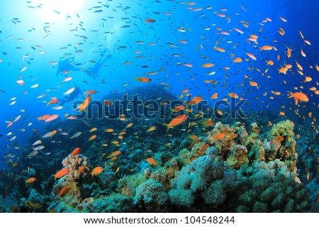 Beautiful Coral Reef Colorful Fish Stock Photo 33708172 - Shutterstock