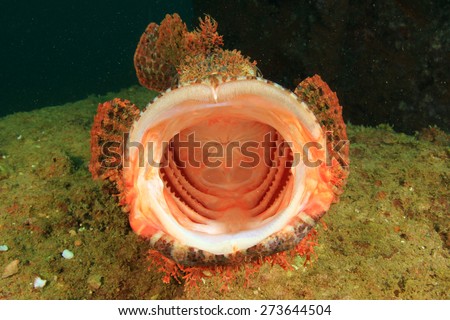 Stonefish Stock Photos, Royalty-Free Images & Vectors - Shutterstock