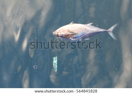 Dead fish in polluted ocean. Pollution environmental problem