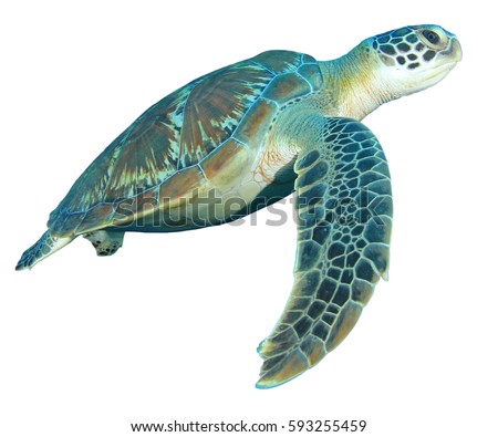 Green Turtle Isolated On White Background Stock Photo 593255459 ...