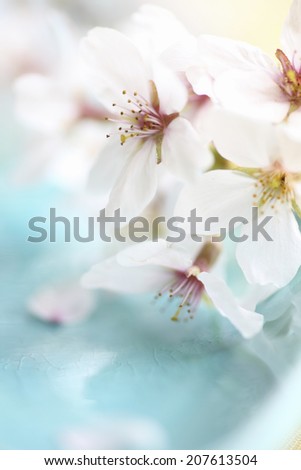 Flowers Cherry Blossoms On Spring Day Stock Photo 84936124 - Shutterstock
