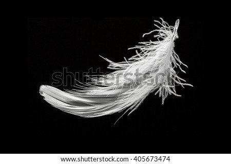 Download Flying Feathers Stock Images, Royalty-Free Images ...