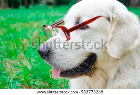 golden retriever with sunglasses golden retriever sunglasses park stock photo 583774081 golden retriever with sunglasses golden retriever sunglasses park stock photo 583774081