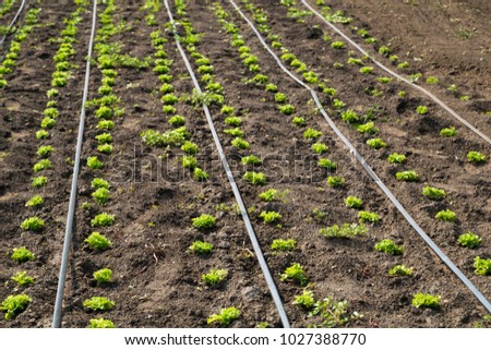 lettuce on drip irrigation