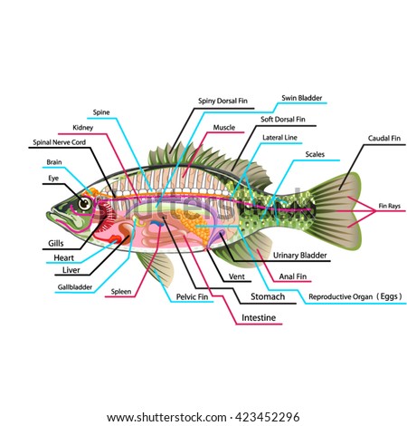 Fish Internal Organs Vector Art Diagram Stock Vector 423452296