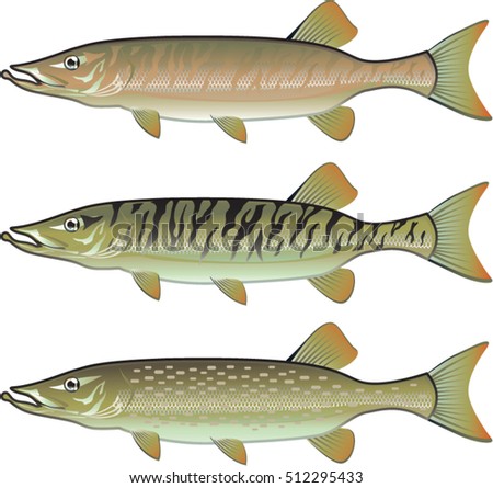 Muskellunge Stock Images, Royalty-Free Images & Vectors | Shutterstock