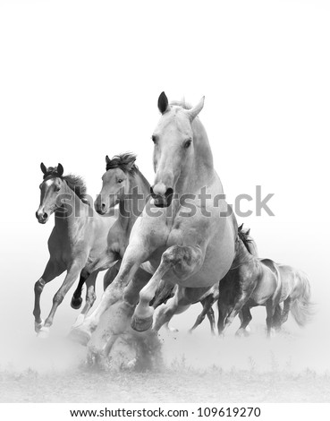 Can you use stock images of horses online for free?