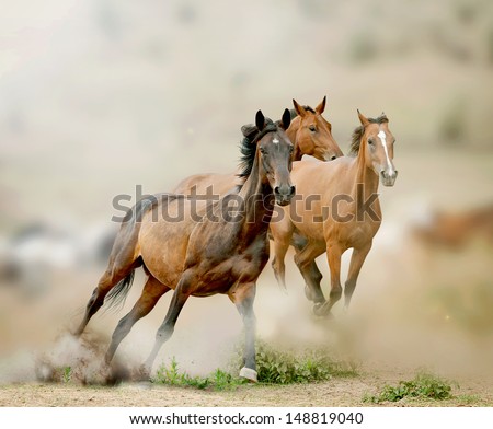 Wild mustang Stock Photos, Images, & Pictures | Shutterstock