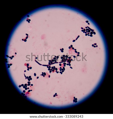 Saccharomyces Cerevisiae Stock Images, Royalty-Free Images & Vectors ...