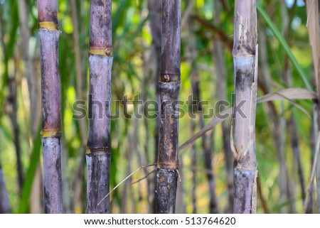 Green fresh sugarcane in nature background.