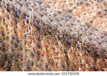 Dragon Skin Stock Images, Royalty-Free Images & Vectors | Shutterstock