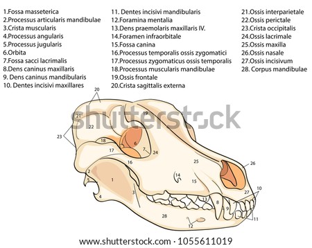 Skull Dog Structure Bones Head Anatomical 스톡 벡터(사용료 없음) 1055611019