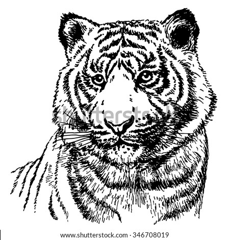 Download Hand Drawn Realistic Sketch Malayan Tiger Stock Vector 346708019 - Shutterstock