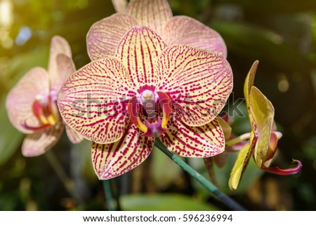 Phalaenopsis Orchid flower, Orchids is considered the queen of flowers in Thailand