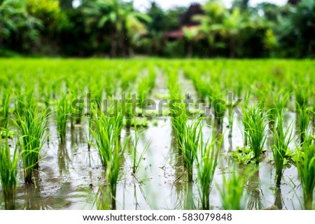 Rice fields, terraces, plantation, farm. An organic asian rice farm and agriculture. Young growing rice