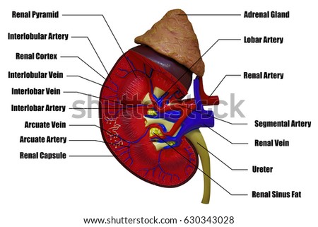 Kidney Anatomy Stock Images, Royalty-Free Images & Vectors | Shutterstock