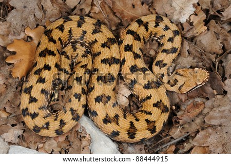 Vipera aspis aspis Stock Photos, Images, & Pictures | Shutterstock