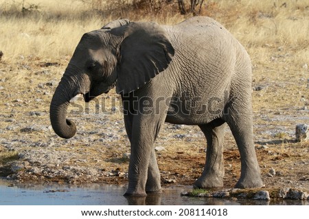 Komodo Dragon Largest Lizard World Walks Stock Photo ...