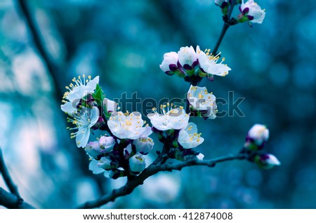 Macro shot of slightly blurred beautiful apricot flowers in the evening in dark blue tones (selective focus, shallow DOF)