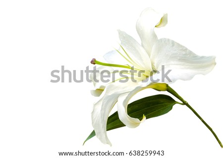 Lilly Stock Images, Royalty-Free Images & Vectors | Shutterstock